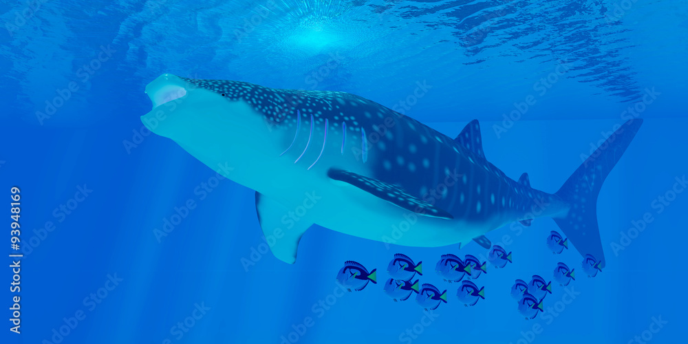 Whale Shark Feeding - Whale sharks are the largest shark in the ocean but feed on the smallest plankton creatures. Whale Shark Feeding - Whale sharks are the largest shark in the ocean but feed on the smallest plankton creatures.