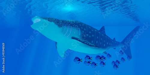 Whale Shark Feeding - Whale sharks are the largest shark in the ocean but feed on the smallest plankton creatures. © Catmando