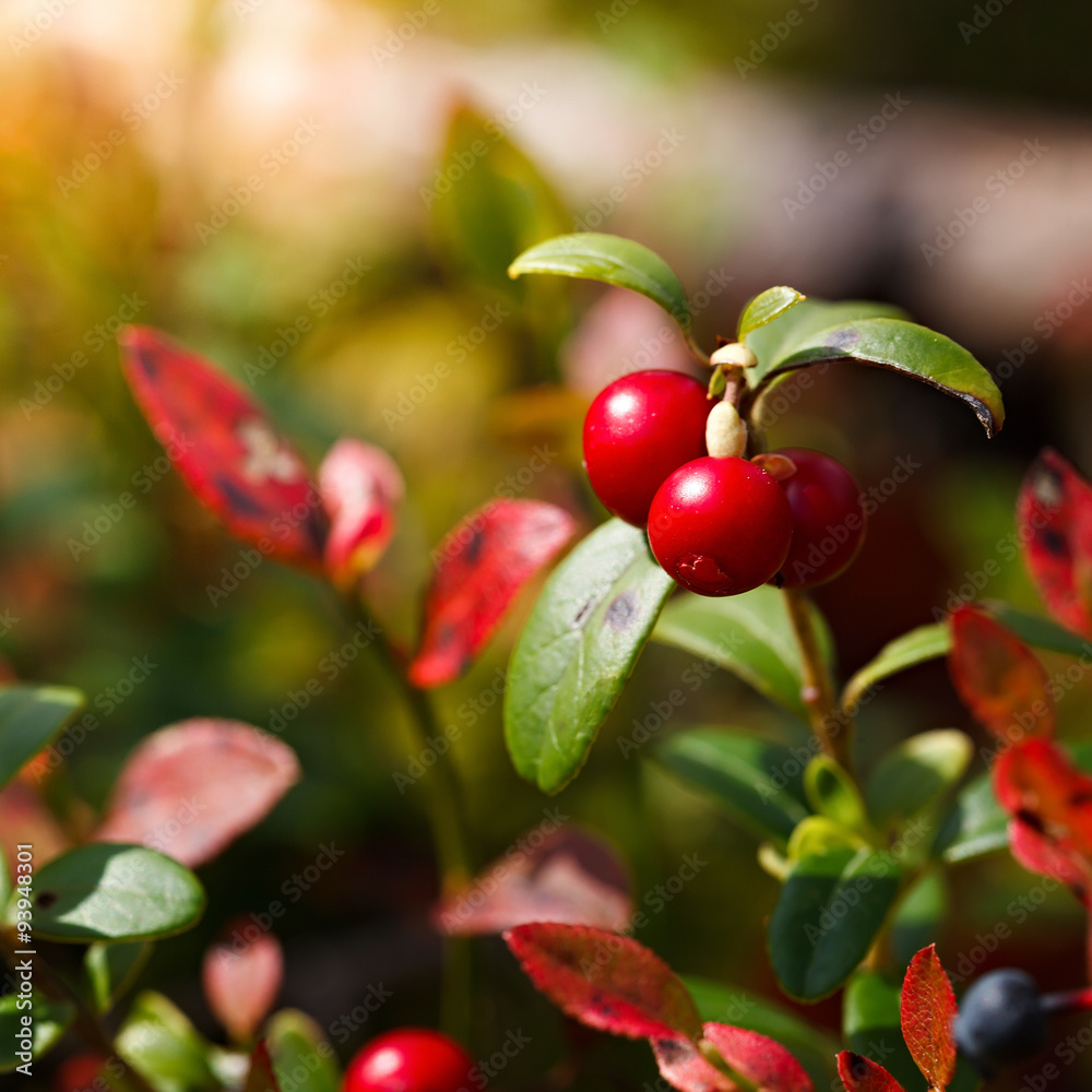 Ripe red cowberry bush branches