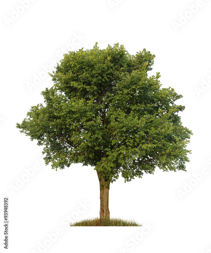 green elm tree, isolated over white