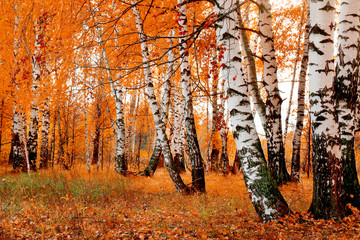 Wandcirkels Herfst Oranje berkenbos in herfsttooi  © Alexey Kirillov