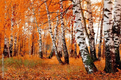 orange birch grove