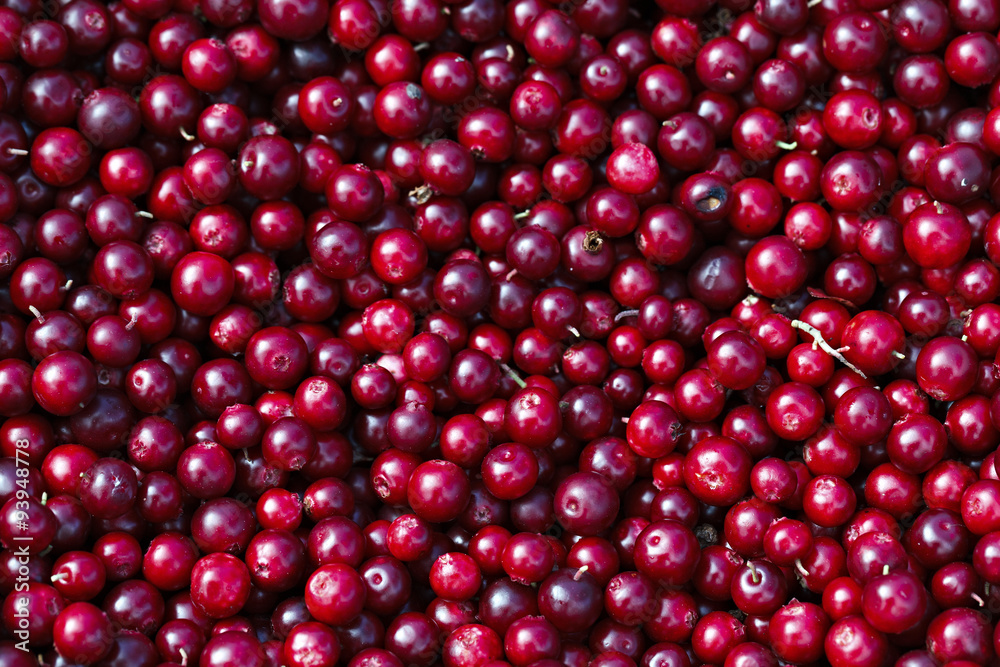 Ripe cranberries for background Ripe cranberries for background