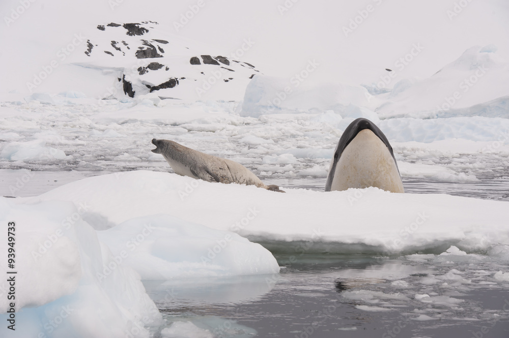 Fototapeta premium Killer whale spy hanting 