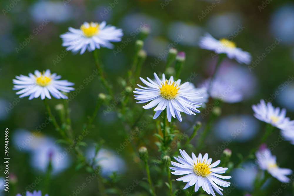 Herbstastern Herbstastern
