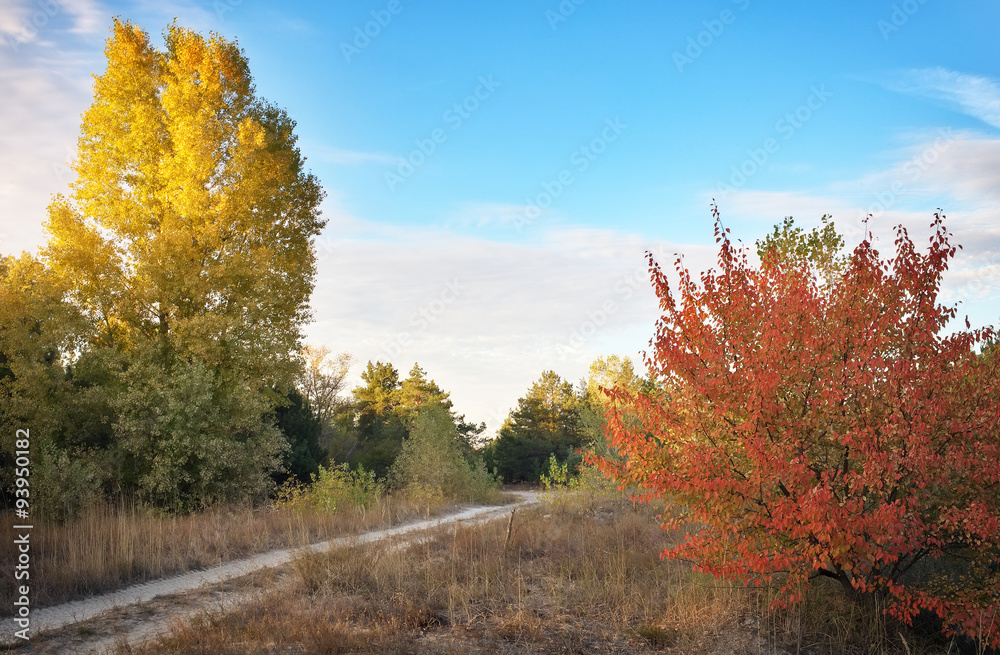 Fototapeta premium Autumn. Forest in autumn. Autumn Trees and Leaves in sun light.