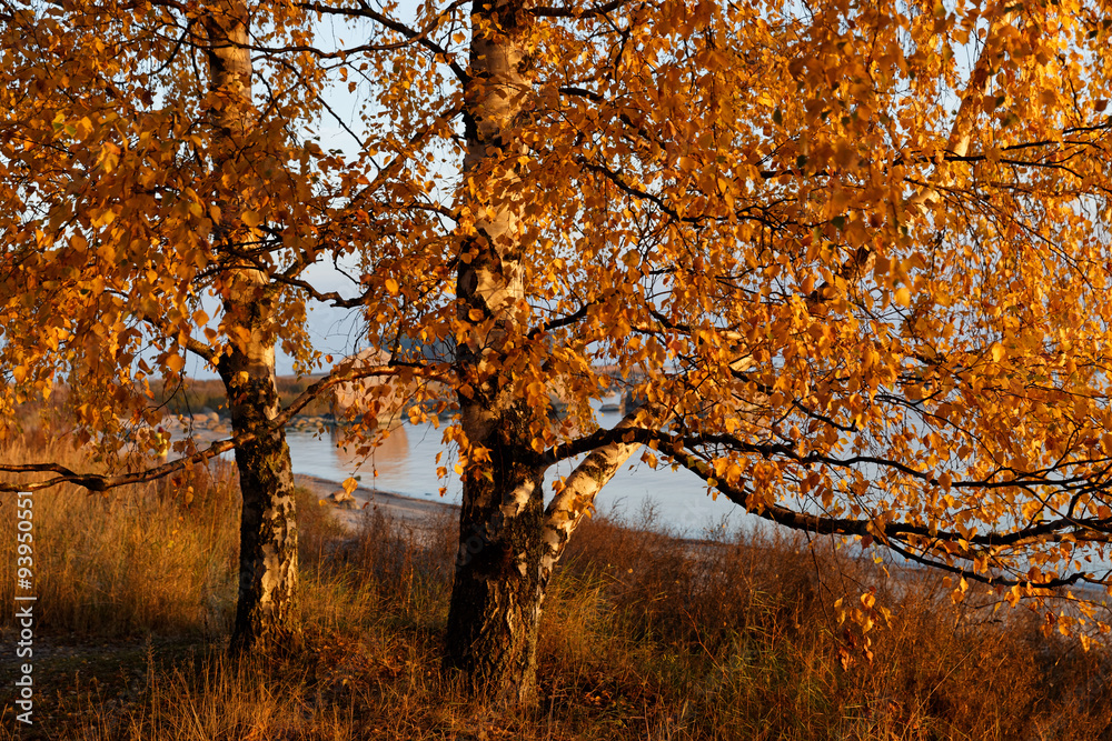Golden birches