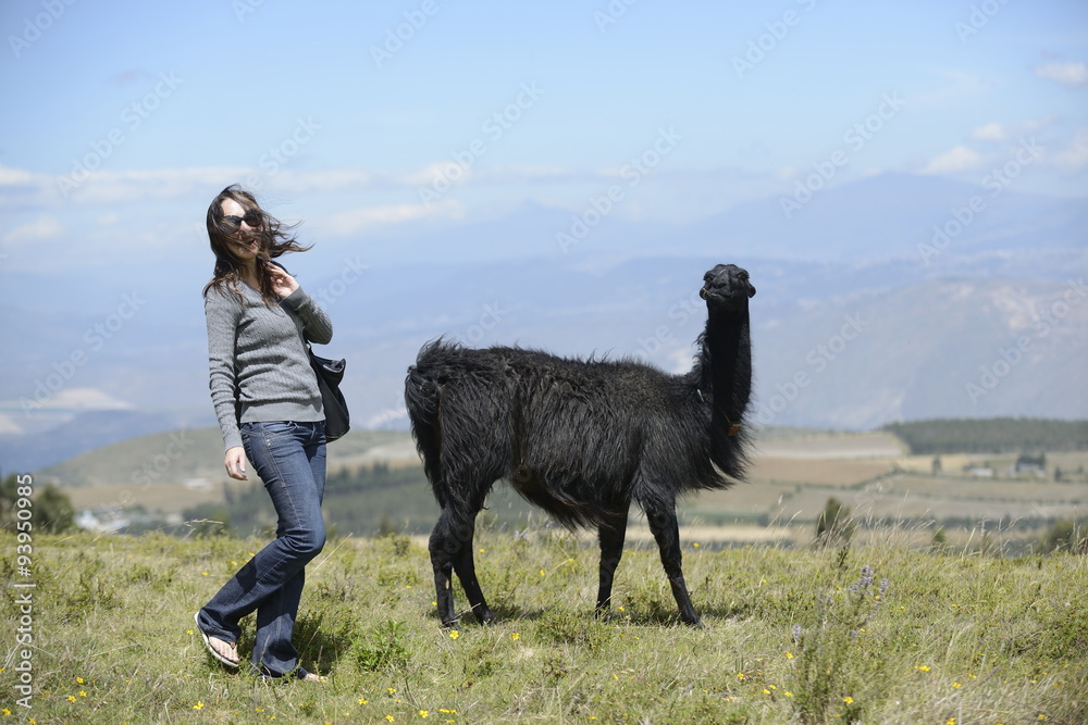 Fototapeta premium A woman is approaching a llama. 