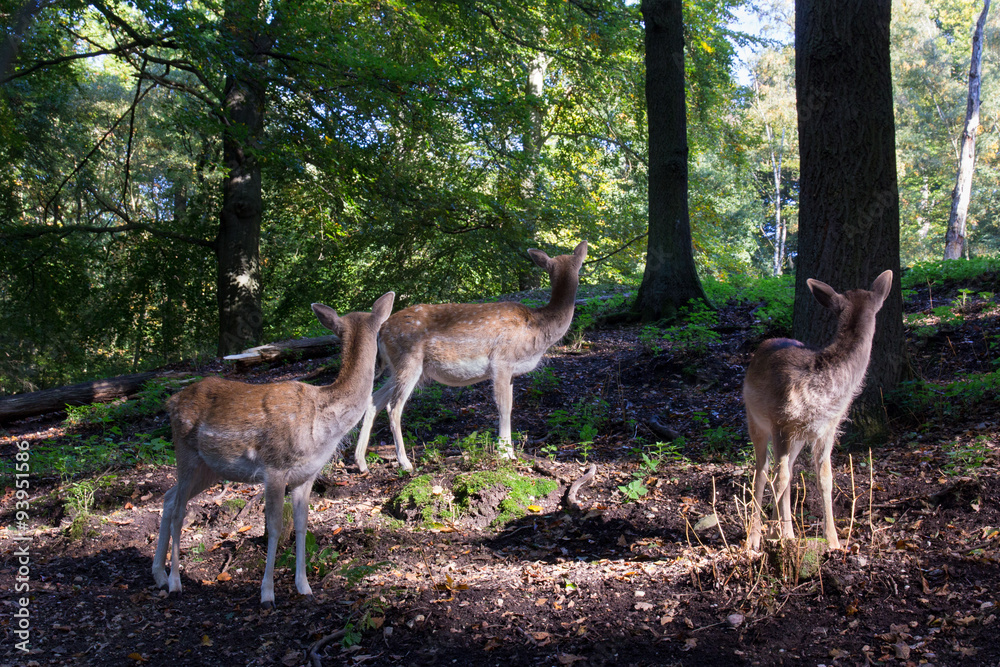 Hirsche im Wald Hirsche im Wald