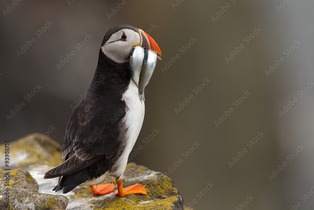 Fototapeta premium Puffin with sandeels