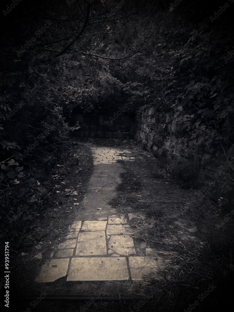 Obraz premium тропа