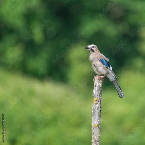 Eichelhäher (Garrulus glandarius)