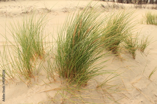 Gras in Dünen © marnag