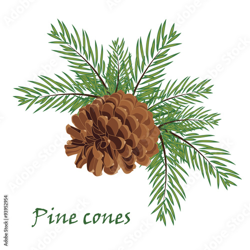 Fir tree branches with pine cone on white background