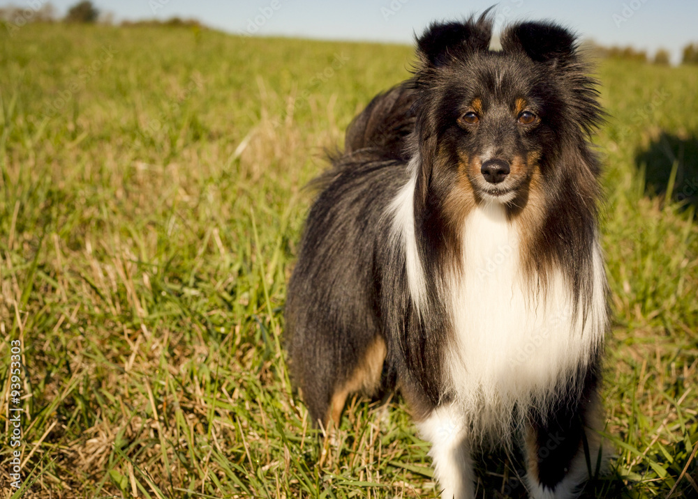 Sweet, silky black and brown Shetland sheepdog in green grassy field right of frame