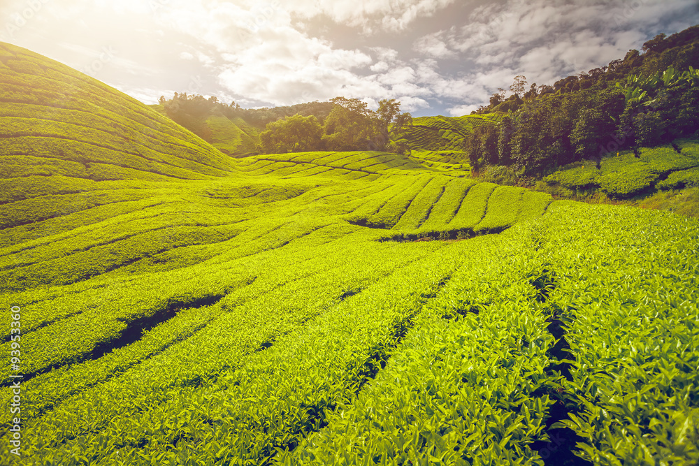 Fototapeta premium Tea plantation in Malaysia