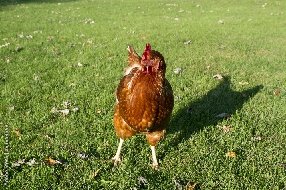 Fototapeta premium A rust colored free range hen