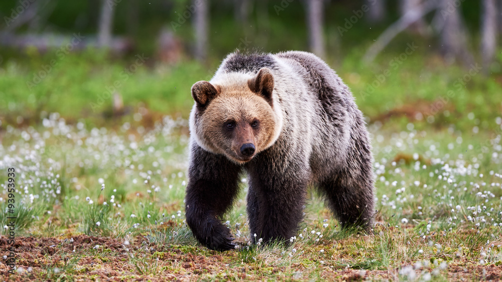 Obraz premium wild brown bear