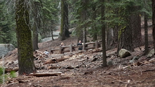 Tourists walking trail Sequoia National Park redwoods California HD 6483