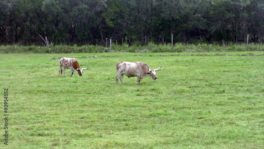 Cattle longhorn Texas eating grass Zoom Out HD Cattle longhorn Texas eating grass Zoom Out HD