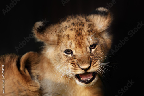Alert small lion cub close up