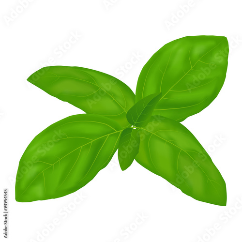 green basil