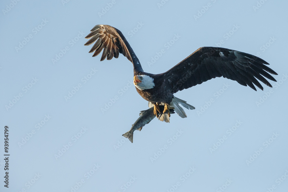 Bald Eagle in flight with salmon catch Bald Eagle in flight with salmon catch