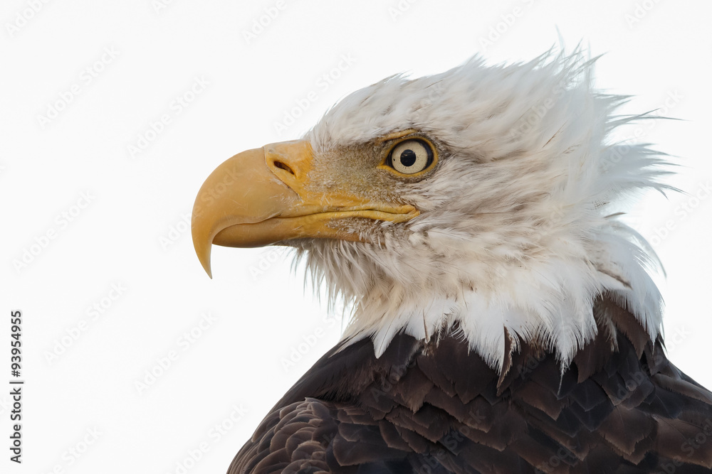 Obraz premium Bald Eagle perched on a pole