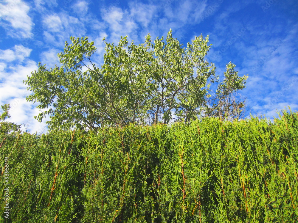 Fototapeta premium cypress hedge and tree