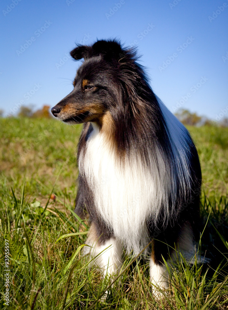 Black and tan Shetland sheepdog looking down and left, sitting in grassy field with blue sky Black and tan Shetland sheepdog looking down and left, sitting in grassy field with blue sky