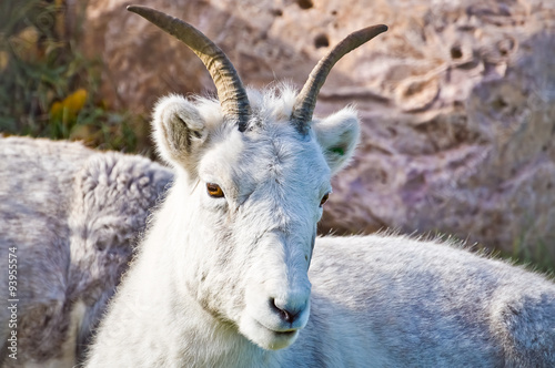 Mountain Goat Resting © Miles Haegebaert