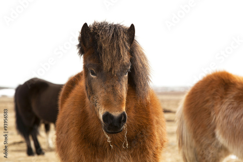 Portrait of an Icelandic pony with a brown mane
