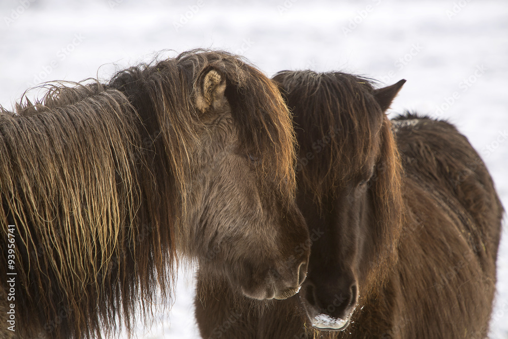 Two Icelandic horses in wintertime Two Icelandic horses in wintertime