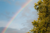rainbow and oak tree