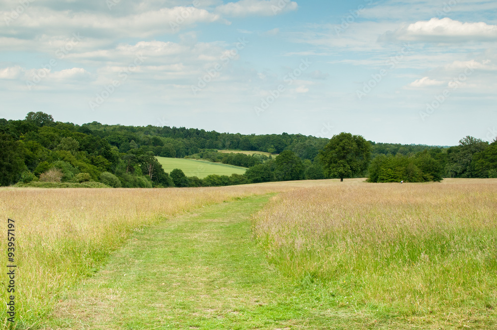 Pathway of green grass through a countryside meadow Pathway of green grass through a countryside meadow