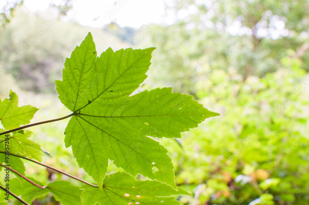 Single green leaf against a bright sunny background Single green leaf against a bright sunny background