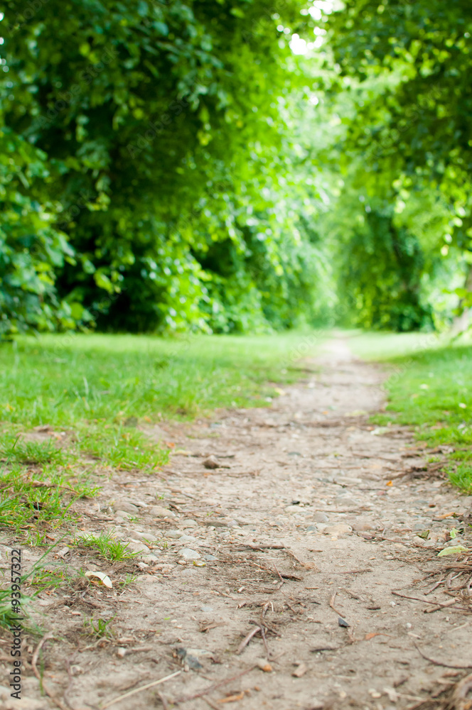 Fototapeta premium Dirt track through woodland viewed from a low angle