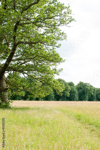 Large tree in a country meadow