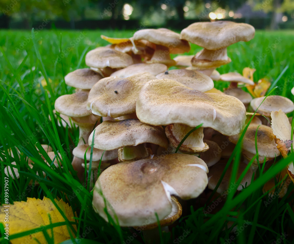 Toadstools-mushrooms in the park Toadstools-mushrooms in the park