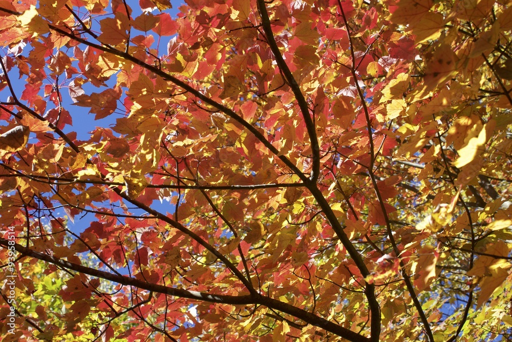 Tree covered in red and yellows