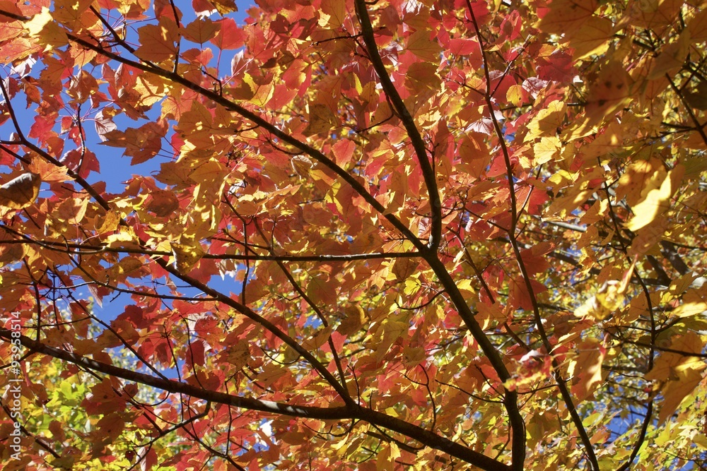 Tree covered in red and yellows Tree covered in red and yellows