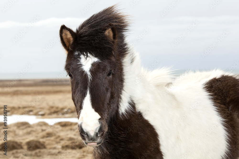 Fototapeta premium Portrait of a young black white Icelandic pony