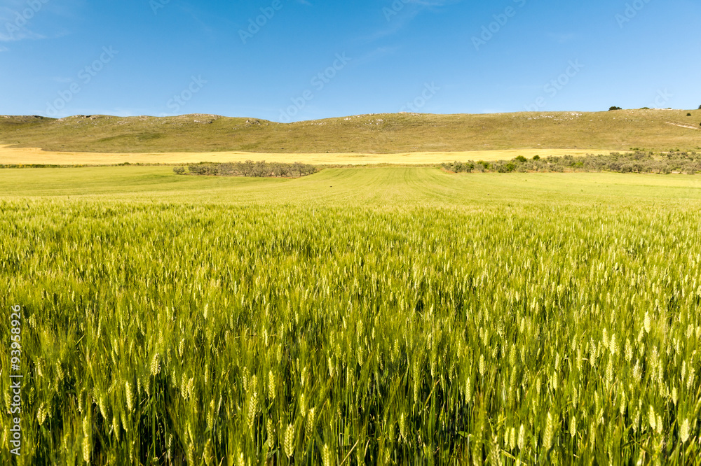 Puglia, campi di grano nel Parco Nazionale dell'Alta Murgia 