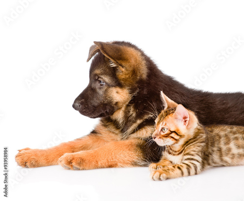 closeup german shepherd puppy and bengal kitten lying in profile