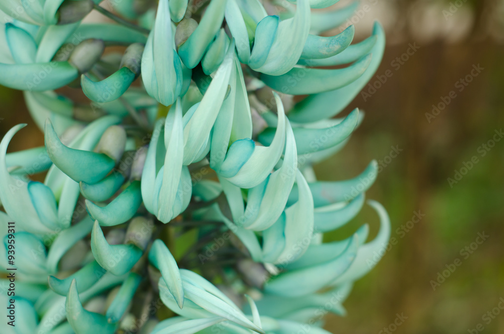 Jade or Emerald vine flower (Strongylodon macrobotrys) Jade or Emerald vine flower (Strongylodon macrobotrys)