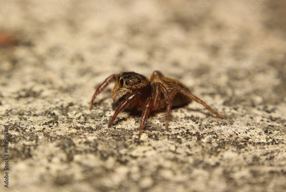 Small jumping spider Small jumping spider