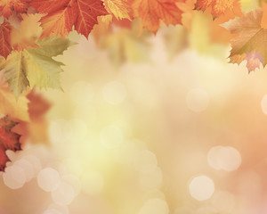 Autumnal fall in the forest, abstract environmental backgrounds with beauty bokeh