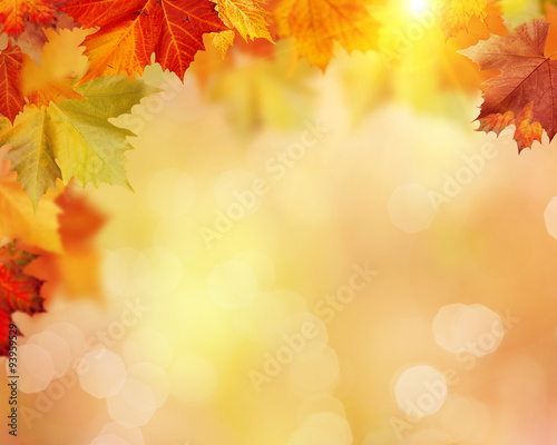Autumnal fall in the forest  abstract environmental backgrounds with beauty bokeh