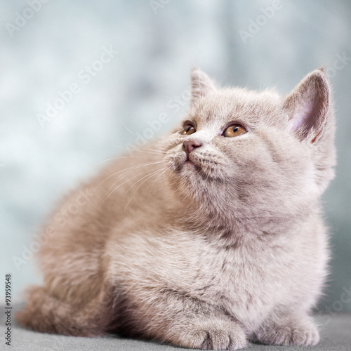 Scottish straight cat. Baby animal portrait