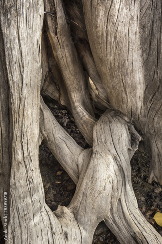 Twisted roots of bleached stump on beach of Flagstaff Lake in northwestern Maine. photo